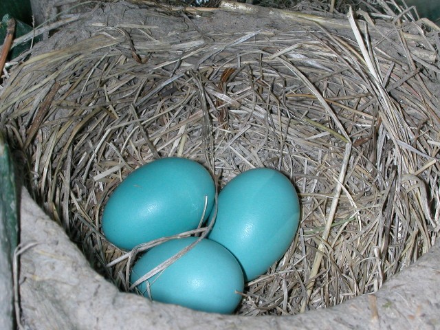 A Surprise On The Deck