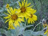 Balsamroot in Bloom