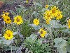 Balsamroot in Bloom