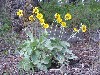 Balsamroot in Bloom