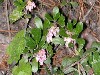 Bearberry Blossoms