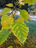 Birch Leaves