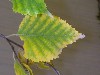 Birch Leaves