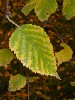 Birch Leaves