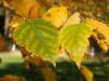 Birch Leaves