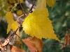 Birch Leaves