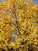 Birch Leaves