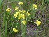 Biscuitroot In Bloom