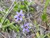 Blue Eyed Grass