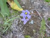 Blue Eyed Grass