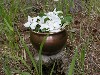 Blossoms In Copper Cauldron