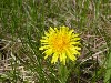 Dandelion Season