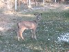 Deer in the Yard