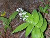 False Solomon's Seal Blossoms