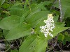 False Solomon's Seal Blossoms