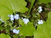 Forget-Me-Nots