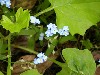 Forget-Me-Nots