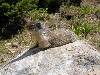 Ground Squirrel