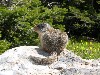 Ground Squirrel