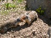 Ground Squirrel