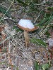 Ice-Capped Mushroom