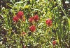 Red Indian Paintbrush