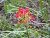 Red Indian Paintbrush