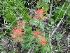 Red Indian Paintbrush