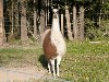 Llamas