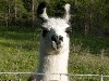 Llamas