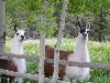 Llamas