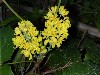 Low Oregon Grape Blossoms