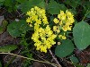 Low Oregon Grape Blossoms