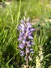 Lupines In Bloom