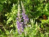 Lupines In Bloom