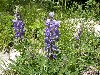 Lupines In Bloom