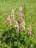 Lupines