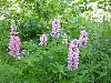 Lupines