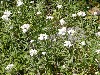 Pearly Everlasting