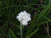 Pearly Everlasting