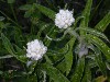 Pearly Everlasting