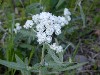 Pearly Everlasting