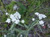 Pearly Everlasting