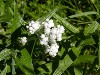 Pearly Everlasting