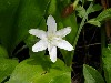 Queencup Blooms