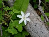 Queencup Blooms