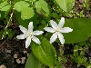 Queencup Blooms