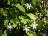 Queencup Blooms