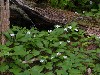 Queencups In The Forest