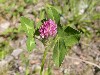 Red Clover